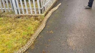 الثعابين الضخمة تتجول في شوارع اسكتلندا.. شاهد