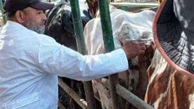 فحص ٢٢٣٤ رأس ماشية ضد البروسيلا و ٢٠١٤ ضد السل البقري بالشرقية