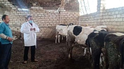 غدا.. انطلاق الحملة القومية الأولى لتحصين الماشية ضد الحمى القلاعية بالفيوم