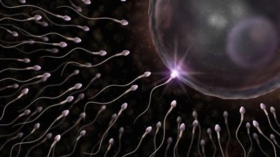 800 جنيه للمرة الواحدة .. موقع على الإنترنت لبيع وشراء الحيوانات المنوية