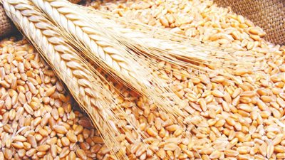 مزارعون قمح: المحصول في زيادة وسعر التوريد محترم