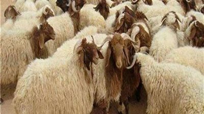 مع اقتراب عيد الأضحى.. مفاجأة عن أسعار الأضاحي 2023