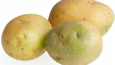 سامة وخطيرة..تجنب البطاطس في هذه الحالة