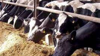 استعداداً للأضحى.. استيراد 170 ألف رأس ماشية جديدة.. فيديو