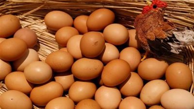 بعد انخفاضه مجدداً.. مفاجأة في أسعار كرتونة البيض