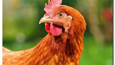 أسعار الدواجن اليوم الأربعاء 24-5-2023