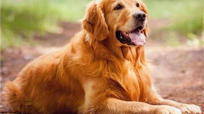 تربية الكلاب لغز الاستغاثة بأمن القاهرة.. تفاصيل خلافات جيران عقار بالحدائق