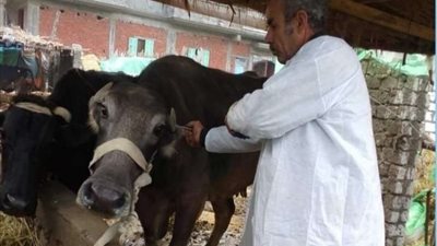 تحصين 29 ألف رأس ماشية بالإسكندرية