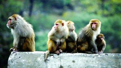 عصابة قردة تختطف توأم وتقتل طفلة