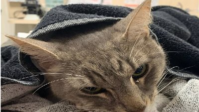 قط أليف ينقذ طفلين من هجوم ثعبان فتاك.. ونهايته محزنة