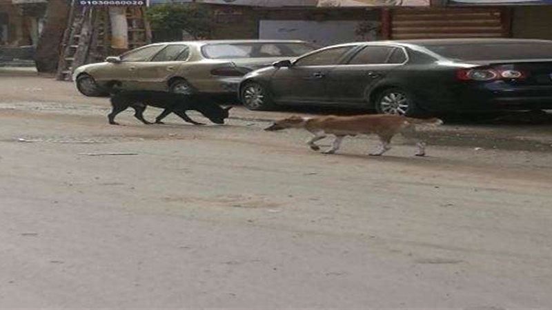 أرشيفية