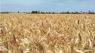 توريد 343 ألف طن قمح بشون وصوامع المنيا حتى الآن