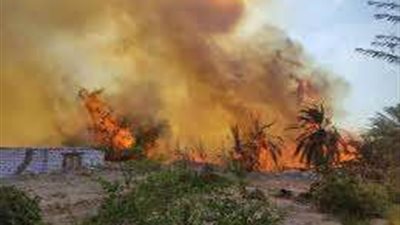 حريق يلتهم 44 رأس ماشية بالوادي الجديد