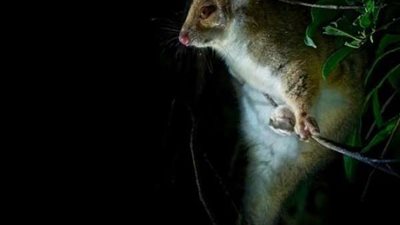 كارثة صحية.. مرض نادر يأكل ضحاياه يسببه حيوان الأبسم.. فما هو؟