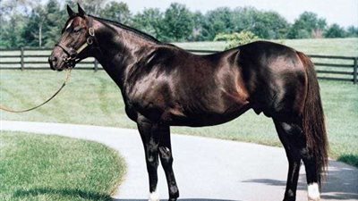 الحبس 4 أيام على ذمة التحقيق لجزار الطالبية