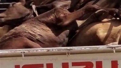 مفاجآت في اعترافات الجزار ذابح الأحصنة بالطالبية