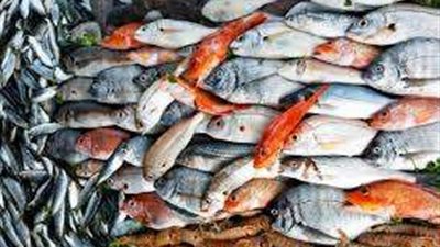 أسعار الأسماك اليوم الأربعاء 31-5-2023