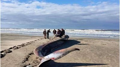 العثور على ثاني أكبر حيوان على سطح الأرض بعد الحوت الأزرق