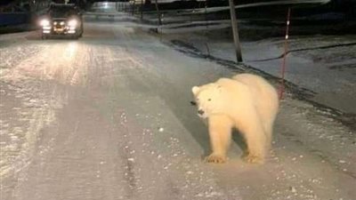 دب يهاجم امرأة أثناء استخدامها المرحاض