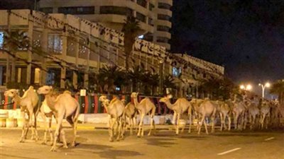 ثلاث كلمات غيرت حياته.. مندوب توصيل طلبات يعلن خطبته بسبب ناقة