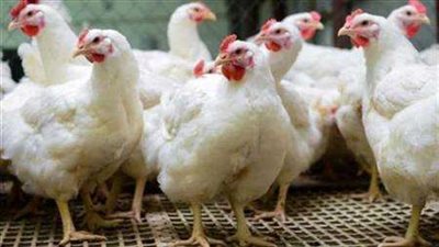 أسعار الدواجن والبيض  اليوم الخميس 1 - 6 - 2023