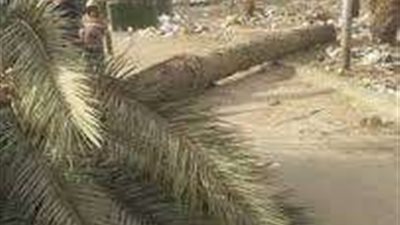 بسبب سوء الأحوال الجوية.. مصرع عامل سقطت نخلة عليه بالمنوفية