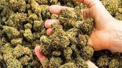 إحباط ترويج 20 كيلو من مخدر الهيدرو بالشرقية