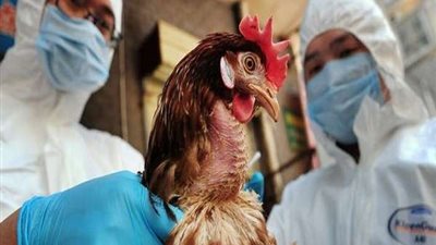 ظهور انفلونزا الطيور 