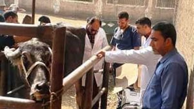 بيطري الشرقية يُجري المسح التناسلي الشامل لـ 4752 رأس ماشية