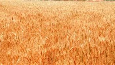 وزارة التموين تعلن ارتفاع توريد القمح المحلى لـ 3.2 مليون طن حتى الآن