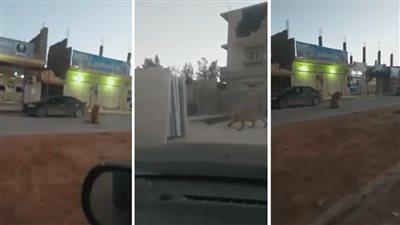 العثور على أسد تائه في أحد شوارع ليبيا