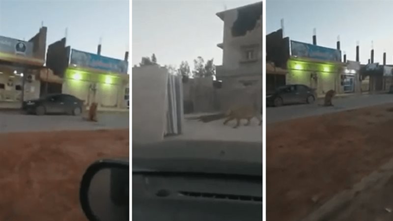 بلدنا اليوم