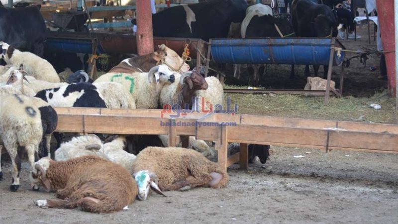 ذبح الاضاحي بشوادر