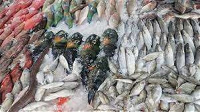 مفاجأة.. انخفاض أسعار الأسماك في مصر قريبًا لهذا السبب