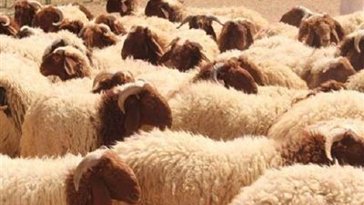 أسعار الأضاحي اليوم الأربعاء 7-6-2023