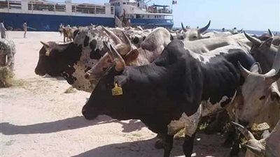 استعدادا لعيد الأضحى .. ميناء سفاجا تستقبل أول شحنات الحيوانات الحية