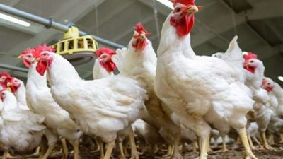 تعرف على  أسعار الدواجن اليوم السبت.. وكرتونة البيض بـ 39 جنيها