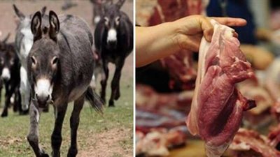 بعد تفشي ظاهرة بيع لحوم الحمير والخيول.. قانوني يوضح مصير هؤلاء التُجار