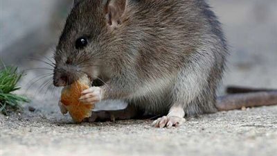 الجرذان الخارقة تسرح في شوارع لندن.. لهذا السبب