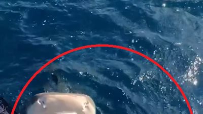 تغير في سلوكها.. الإعلامي أحمد فايق يفجر مفاجأة بشأن واقعة القرش