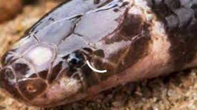 ثعبان ضخم يلدغ شاب بمحافظة الشرقية