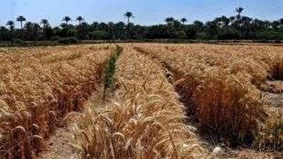 انتهاء موسم حصاد القمح بالإسكندرية.. والصوامع استقبلت 112.3 ألف طن