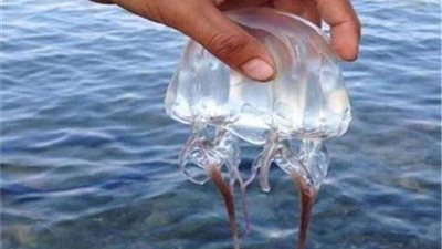 قنديل البحر ينهي حياة شاب أثناء السباحة