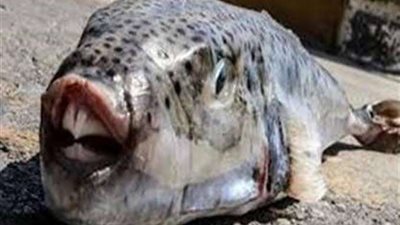 الصحة توجه تحذير شديد اللهجة للمواطنين من سمكة 