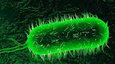 عاجل| وباء جديد ينتشر بـ العراق