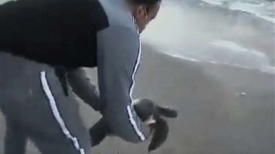 احتفالا باليوم العالمي للحياة البرية.. 