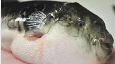 تحذير هام بعد تناول 7 أصناف من الأسماك