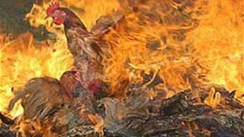 حريق مزرعة دواجن