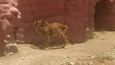 الزراعة تكشف حقيقة صورة أثارت الدهشة لأسد نحيف بحديقة الحيوان
