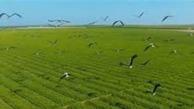 الزراعة: نقل الكثافات السكانية إلى المحافظات ذات الظهير الصحراوي